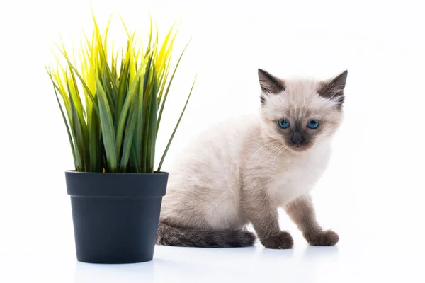 Cute Little Kitten Pot Artificial Green Grass High Quality Photo — 스톡 사진