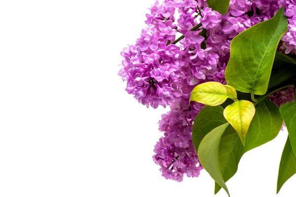 Close Beautiful Spring Twigs Purple Lilac Bouquet Isolated White Background — Stock Photo, Image