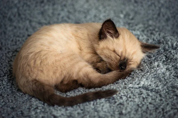 A small cute kitten sleeps sweetly on a fluffy gray blanket, curled up in a ball. High quality photo