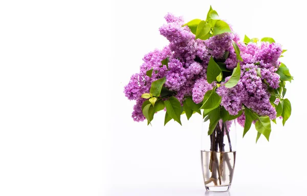 Beautiful Spring Bouquet Purple Lilacs Transparent Glass Vase Isolated White — Zdjęcie stockowe