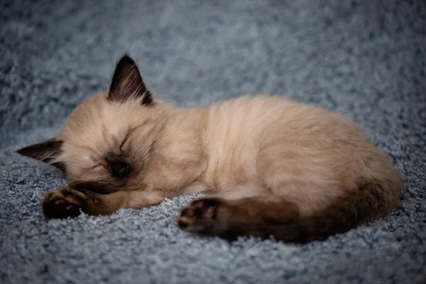 Little cute kitten sleeps sweetly on a fluffy gray plaid. High quality photo