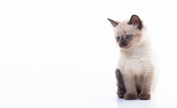 Detailní Portrét Legrační Zvědavé Siamské Kočky Odvracející Pozornost Izolované Bílém — Stock fotografie