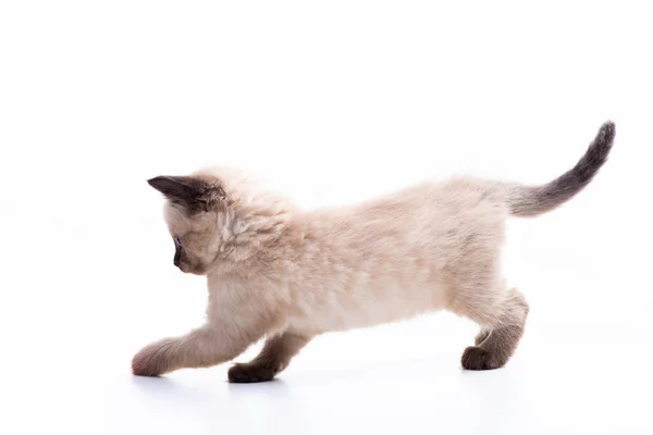 Funny Little Fluffy Siamese Kitten Runs Jumps Playfully Cat Games — Stock Photo, Image