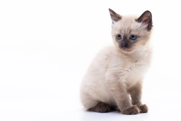 Detailní Portrét Legrační Zvědavé Siamské Kočky Odvracející Pozornost Izolované Bílém — Stock fotografie