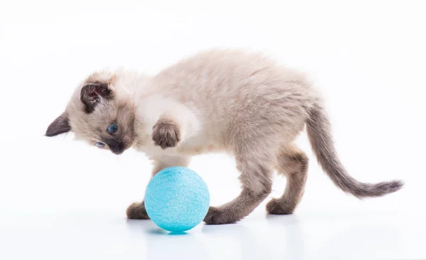 Funny Playful Curious Little Kitten Playing Ball High Quality Photo — Stock Photo, Image