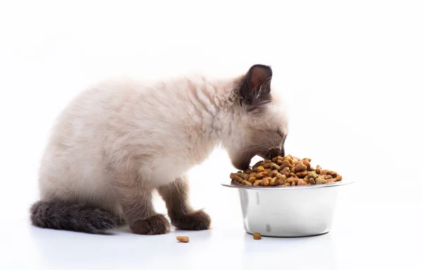 Gatito Pequeño Come Comida Gato Cuenco Metal Tienda Mascotas Cuidado Fotos de stock libres de derechos