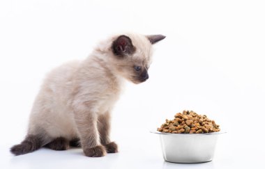 Küçük bir kedi yavrusu bir tabak yemeği kokluyor. Kediler için metal bir tabakta kurutulmuş granüllü yiyecek. Evcil hayvan dükkanı, hayvan bakımı, vitaminler ve dengeli beslenme. Yüksek kalite fotoğraf