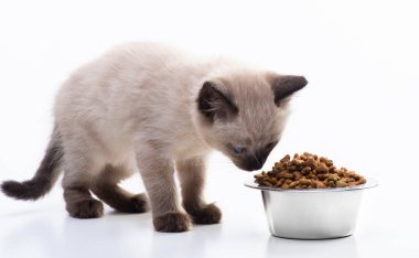 Küçük bir kedi yavrusu bir tabak yemeği kokluyor. Kediler için metal bir tabakta kurutulmuş granüllü yiyecek. Evcil hayvan dükkanı, hayvan bakımı, vitaminler ve dengeli beslenme. Yüksek kalite fotoğraf