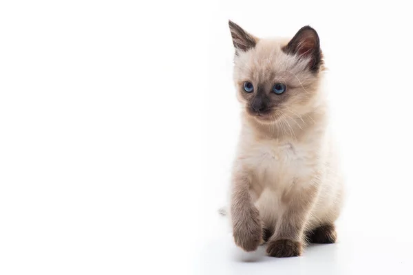 Malé Koťátko Sedí Zamyšleně Dívá Izolované Bílém Pozadí Koncept Zboží — Stock fotografie