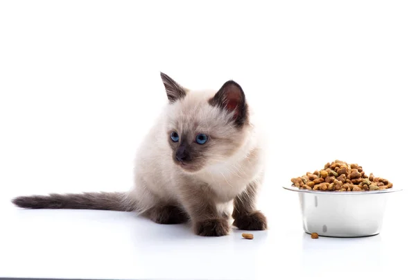 一只小猫坐在一盘食物旁边 为猫准备的金属板中的干颗粒食物 宠物店和动物护理 维生素和均衡的营养 高质量的照片 — 图库照片