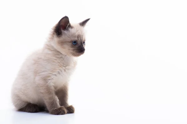 Close Portrait Funny Curious Siamese Cat Looking Away Attentive Isolated — Stock Photo, Image