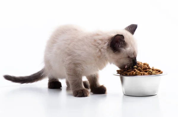 고양이는 그릇에서 고양이 먹이를 먹는다 동물을 돌보고 비타민 균형잡힌 섭취를 — 스톡 사진