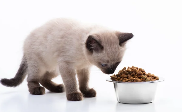 一只小猫咪嗅着一盘食物 为猫准备的金属板中的干颗粒食物 宠物店和动物护理 维生素和均衡的营养 高质量的照片 — 图库照片