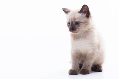 Küçük bir kedi yavrusu oturur ve düşünceli bir şekilde bakar. Beyaz arka planda izole edilmiş. Kediler, veterinerler ve evcil hayvan dükkanları için malzeme kavramı. Yüksek kalite fotoğraf