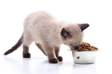 Küçük bir kedi yavrusu metal bir kaseden kedi maması yer. Evcil hayvan dükkanı, hayvan bakımı, vitaminler ve dengeli beslenme. Yüksek kalite fotoğraf