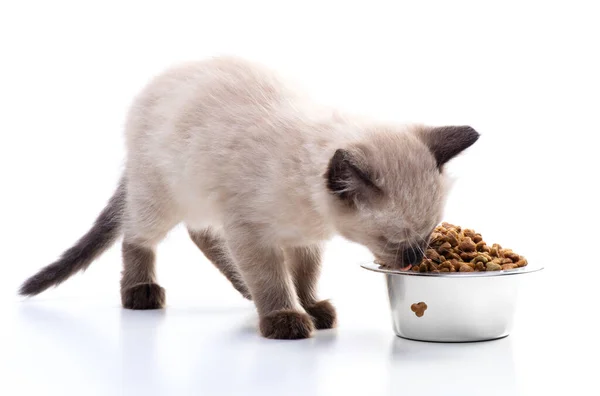 Een Klein Katje Eet Kattenvoer Uit Een Metalen Kom Huisdierenwinkel Stockafbeelding