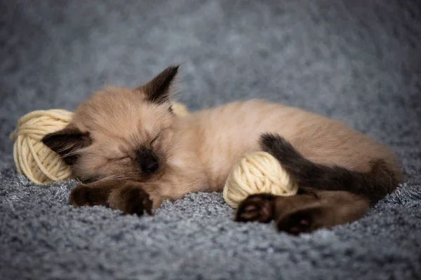 Cute Little Siamese Kitten Sleeps Knitted Balls Skeins Threads Gray — Stock Photo, Image