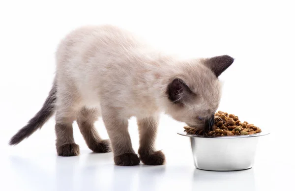 一只小猫吃金属碗里的猫粮 宠物店和动物护理 维生素和均衡的营养 高质量的照片 — 图库照片