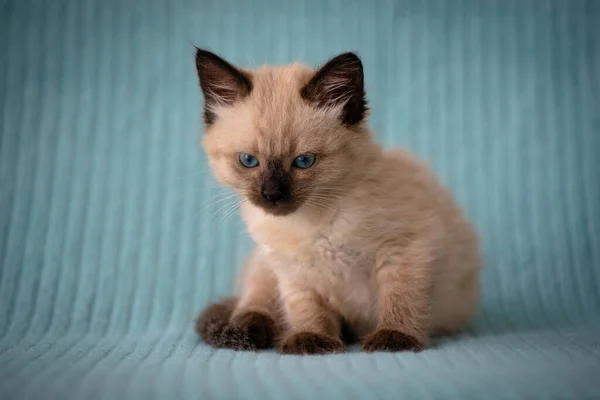 A small Siamese kitten sits sleepy on a blue blanket. High quality photo