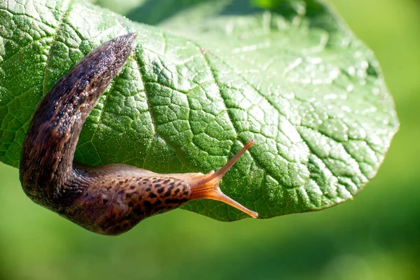 Улитка Раковины Leopard Slug Limax Maximus Семейство Limacidae Ползает Зелёных — стоковое фото