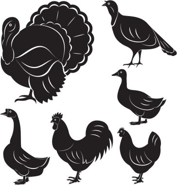 farm birds