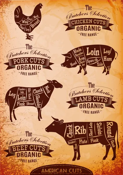 vektör diyagramı kesilmiş karkas tavuk, domuz, inek, kuzu