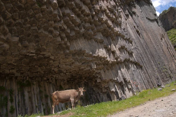 En ko i en ravin garni, Armenien — Stockfoto