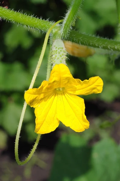 Jajnika kwiat ogórka — Zdjęcie stockowe