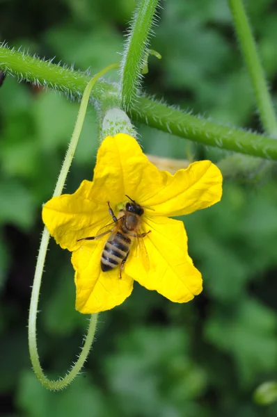 Arı pollinating salatalık
