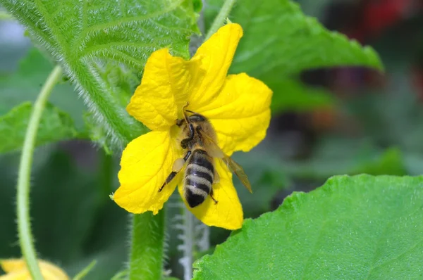 Bee pollinating cucumber — Stock Photo, Image
