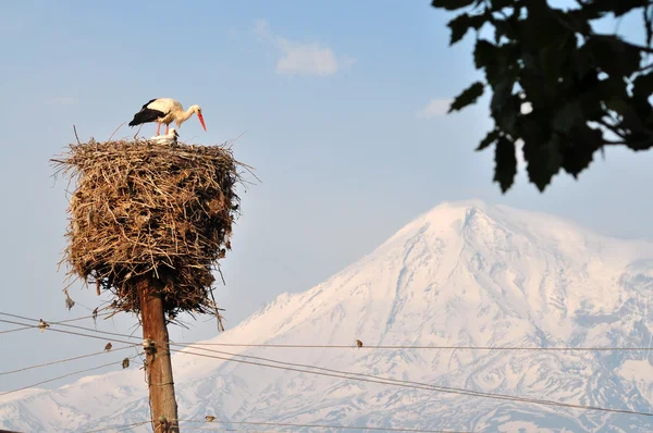 Gólyák közelében Ararat Örményország — Stock Fotó