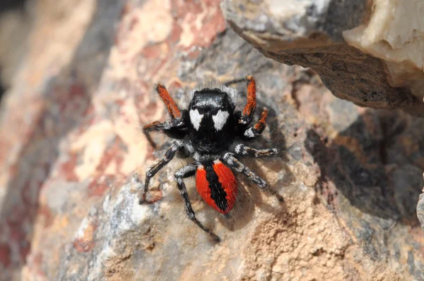 Araña en el valle de Ararat. Armenia Imagen De Stock