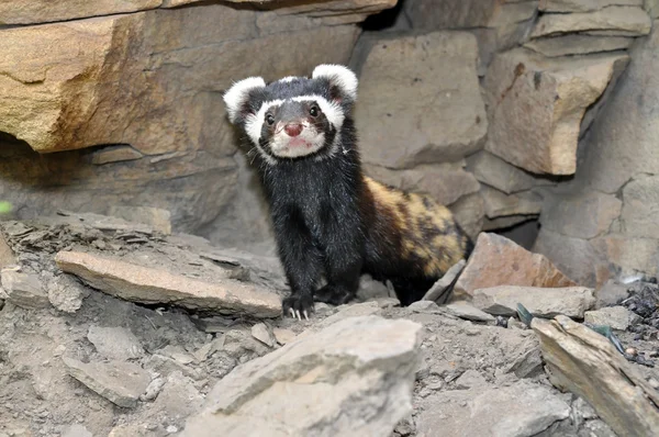 Raras marmoreadas doninha Vormela — Fotografia de Stock