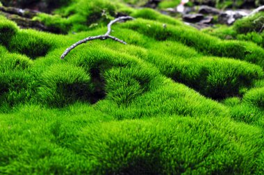 moss yeşil yüzeyine