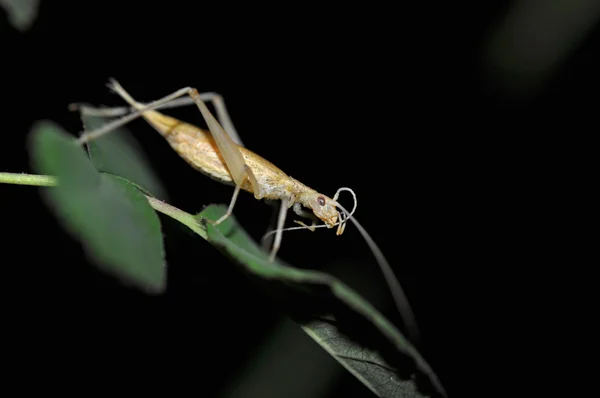 Críquete de árvore Oecanthus pellucens — Fotografia de Stock