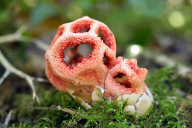 Clathrus ruber mantarı ya da kafeslenmiş kokuşmuş boynuz. Georgia