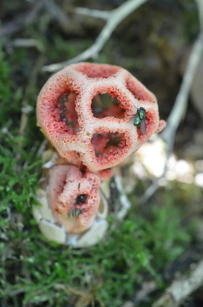 Clathrus Ruber Fungo Latticed Fedorento — Fotografia de Stock