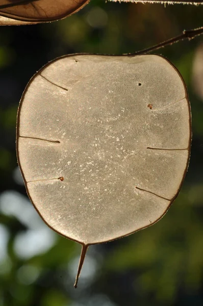 Lunaria Annua Annual Honesty Ripe Pods Silicles Central Membrane — Stock Photo, Image