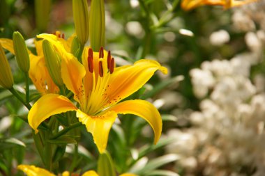 güzel öldürülecek lily ve beyaz çiçekler