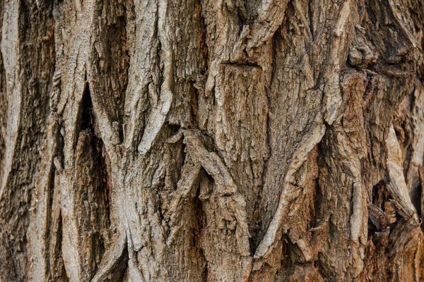 Bark wood texture — Stock Photo, Image
