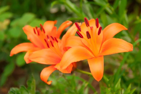 Turuncu lily