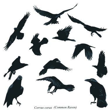 Common Raven clipart