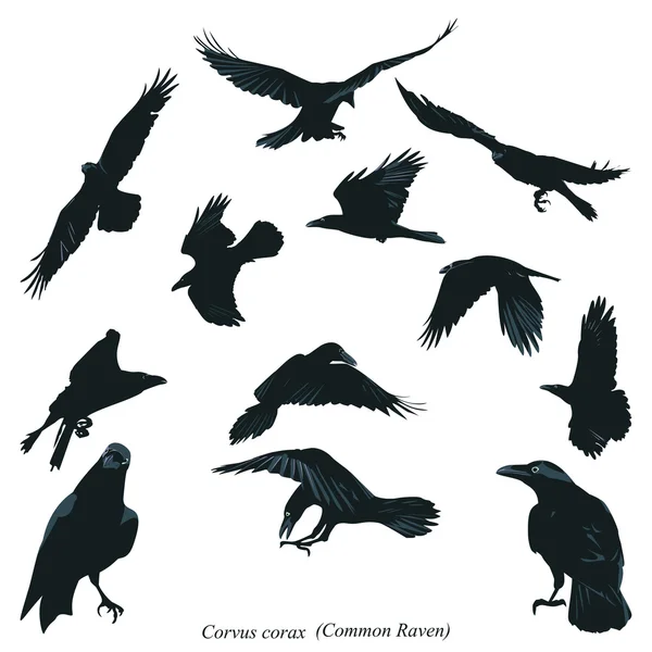 Common Raven — Stock Vector