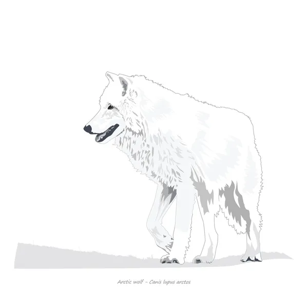 Poolwolf — Stockvector