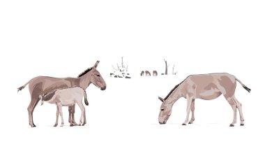 Equus Hemionus Onager