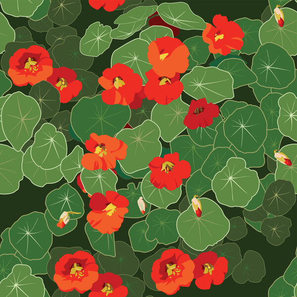 Шаблон настурция
