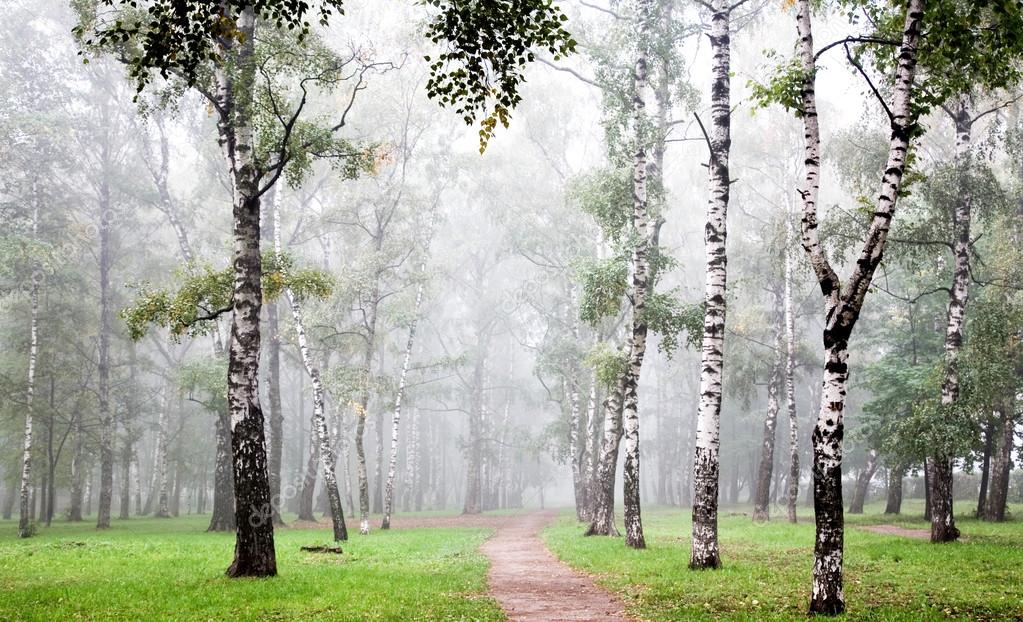 Morning birch grove in deep autumn fog