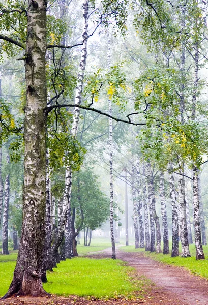 Morning birch grove in september fog — Stock Photo, Image