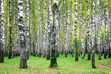 Eylül sonunda sonbahar huş grove