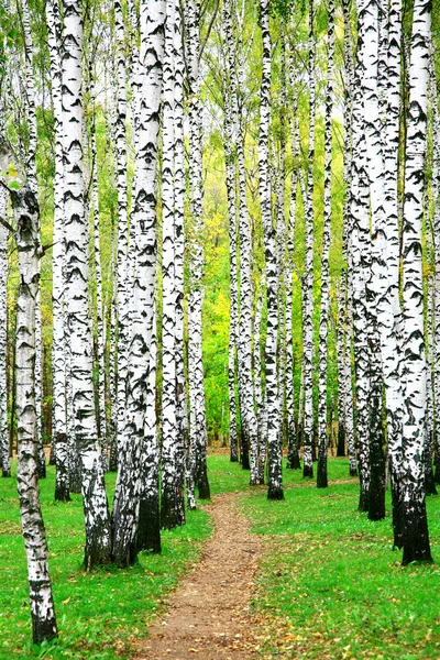 Pathway in autumn birch grove — Stock Photo, Image